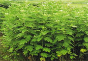 夏天可以用艾草驅(qū)蚊嗎？夏天可不可以用艾草驅(qū)蚊？