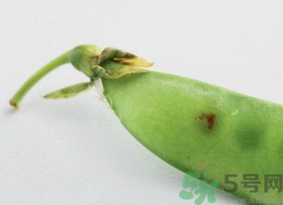 煮豌豆怎么做好吃？煮豌豆的做法