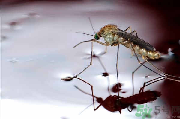 蚊子叮的癢怎么辦？蚊子叮的大包怎么辦？