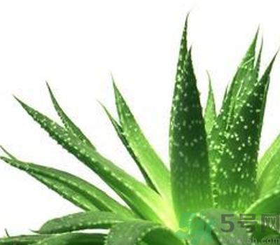 蘆薈膠會(huì)堵塞毛孔嗎？蘆薈膠應(yīng)該怎么用？
