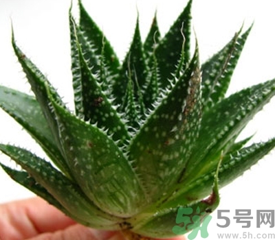 蘆薈膠會(huì)堵塞毛孔嗎？蘆薈膠應(yīng)該怎么用？