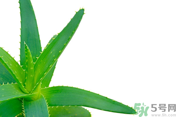 蘆薈能去斑嗎？蘆薈膠會(huì)使皮膚變黑嗎？