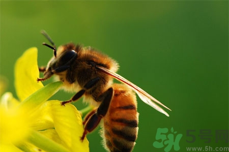 被蜜蜂蟄了怎么辦？被蜜蜂蟄了如何處理？