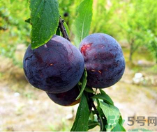孕婦可以吃黑布林嗎？孕婦吃黑布林的好處？