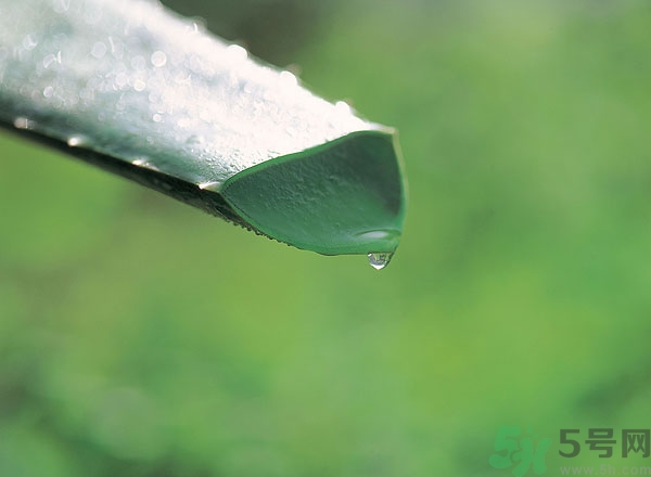 蘆薈能治痱子嗎？長(zhǎng)痱子用什么藥？