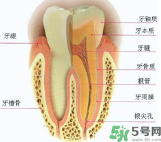 牙齒根管治療多少錢？根管治療一顆要多少錢？