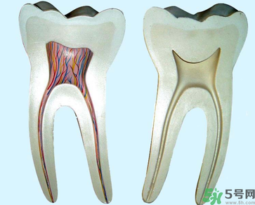 牙齒根管治療多少錢？根管治療一顆要多少錢？