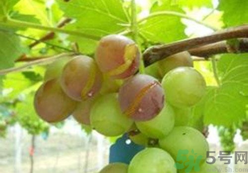 葡萄是幾月份的水果？葡萄什么時(shí)候上市？