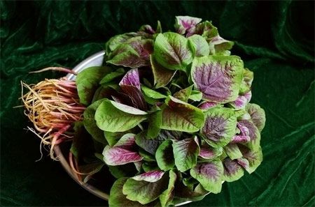 莧菜的營養(yǎng)價(jià)值 莧菜的功效與作用及食用方法