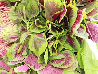 莧菜的營養(yǎng)價(jià)值 莧菜的功效與作用及食用方法