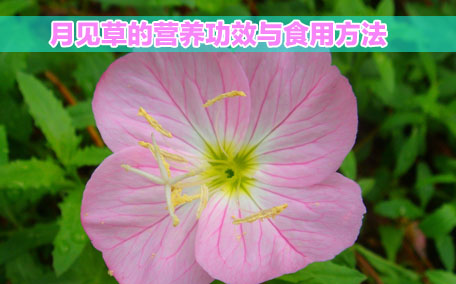 月見草膠囊感冒能吃嗎？感冒能吃月見草膠囊嗎？