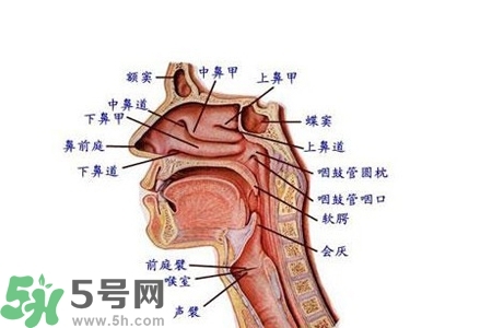 慢性咽炎的發(fā)病因素？慢性咽炎的并發(fā)癥有哪些？