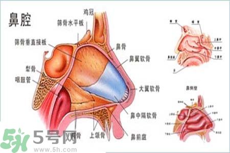鼻竇炎的護理措施？鼻竇炎的飲食護理？