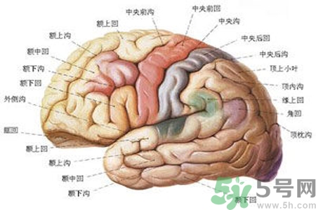 腦出血的治療方法是什么？腦出血可以用哪些藥物治療？