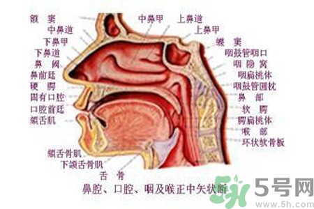 鼻咽癌的日常措施是什么？鼻咽癌注意的飲食有哪些？
