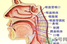 鼻咽癌的日常措施是什么？鼻咽癌注意的飲食有哪些？