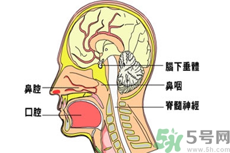 鼻咽癌的治療方法是什么？鼻咽癌可以用什么藥物治療？