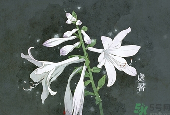 處暑出生的人怎么取名？處暑出生的人的命運？