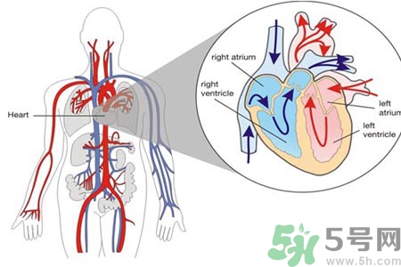 先天性心臟病發(fā)病原因是什么？