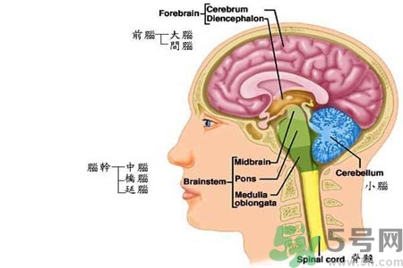 帕金森的易發(fā)人群有哪些？如何預(yù)防帕金森？