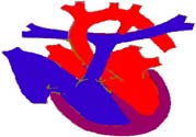 心臟病的癥狀是什么？心臟病的種類有哪些？