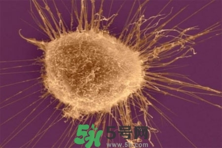 不宜過多食用辣椒的人群有哪些？夏天吃辣椒的好處有哪些？