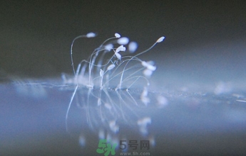 優(yōu)曇花是什么花？優(yōu)曇花現(xiàn)實中有嗎？