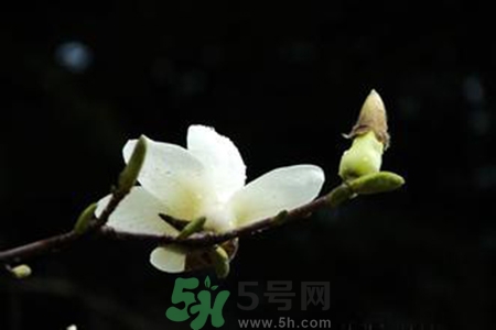 優(yōu)曇花是什么花？優(yōu)曇花現(xiàn)實中有嗎？