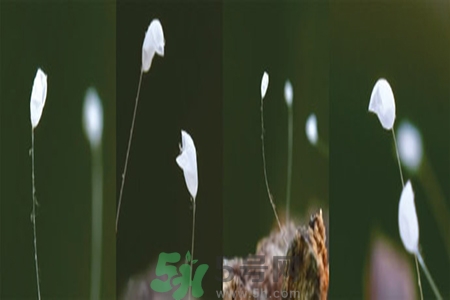 優(yōu)曇花是什么花？優(yōu)曇花現(xiàn)實中有嗎？