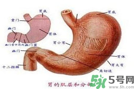 哪些食物幫你在酒后保養(yǎng)胃部？養(yǎng)胃護(hù)胃的誤區(qū)是什么？