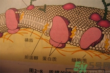 膽固醇對(duì)人體有傷害嗎？膽固醇是什么？