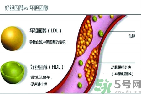 人體中的膽固醇分好壞嗎？如何區(qū)分膽固醇的好壞？