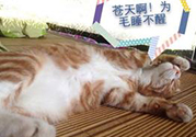 秋乏是什么原因？秋乏怎么辦？