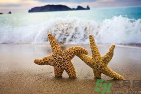 海星可以離開水嗎？海星離開水還可以活多久？