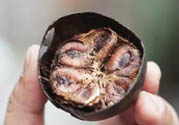 羅漢果可以治療慢性咽炎嗎？慢性咽炎中藥藥方推薦