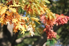 如何應(yīng)對秋老虎？秋老虎如何養(yǎng)生？