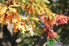 秋老虎如何謹(jǐn)防皮膚??？秋老虎如何預(yù)防皮膚病？