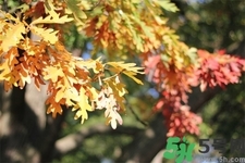 秋天換季病有哪些？秋天該如何保健養(yǎng)生呢？