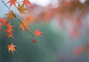 如何應(yīng)對(duì)秋老虎？秋老虎如何養(yǎng)生？