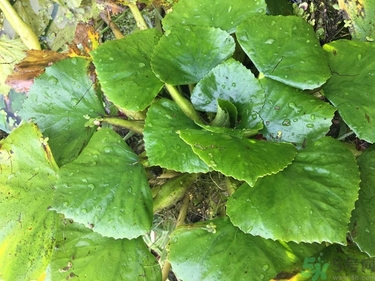 菱角和豬肉能一起吃嗎？菱角和什么不能一起吃？