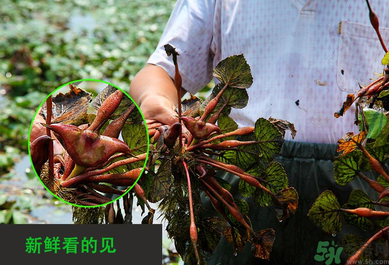 菱角是發(fā)物嗎？菱角是寒性的嗎？