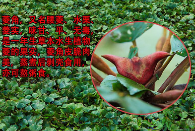 菱角是發(fā)物嗎？菱角是寒性的嗎？