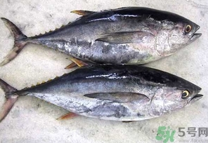 金槍魚的營養(yǎng)價值 金槍魚的功效與作用及食用方法