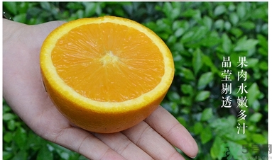 新奇士橙什么人不能吃？新奇士橙的禁忌