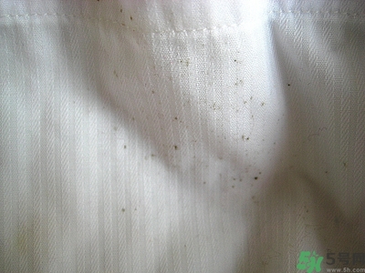 衣服長黑點怎么洗掉？衣服上長霉點怎么去除？
