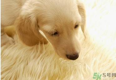 孕婦可以和狗狗在一起嗎？孕婦和狗狗接觸好不好？