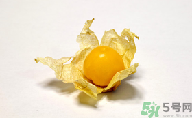 姑娘果的營養(yǎng)價值有哪些？姑娘果的功效與作用