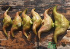 菱角懷孕可以吃嗎？孕婦能吃菱角嗎？