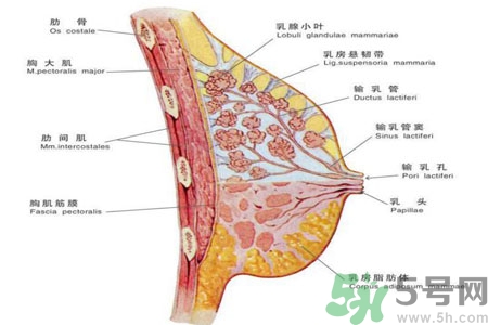 乳頭為什么會癢？乳頭癢怎么辦？