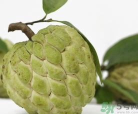 釋迦果怎么吃？釋迦的營(yíng)養(yǎng)價(jià)值功效作用